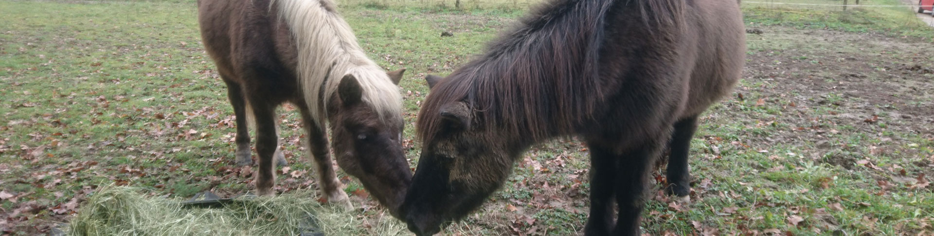 Krummi und Undri beim Fressen