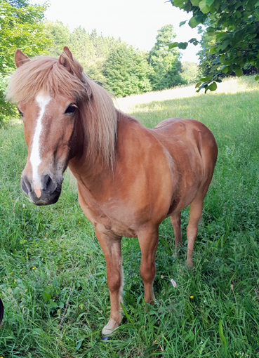 Feykir, der Schnelle